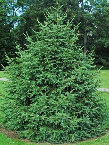 Ель Лицзянская / Picea likiangensis "var. montigena"