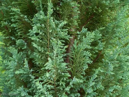 Кипарисовик Лавсона "Columnaris" (Колумнарис)
