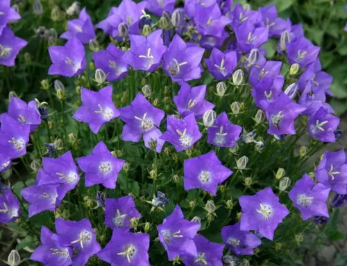 Колокольчик карпатский "Pristar deep blue" (Пристар дип блю)