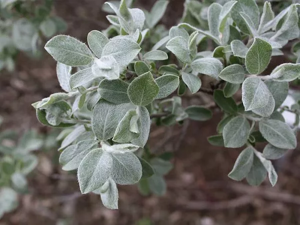 Ива Глаука "Callicarpaea Haltia" (Каликарпа Хальт)