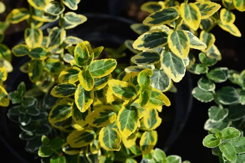 Бересклет форчуна "Emerald Gold" (Эмеральд Голд)