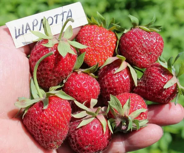Земляника садовая "Шарлотта"