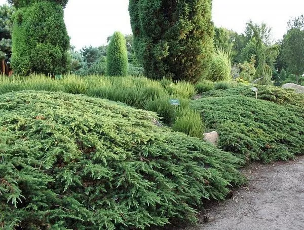 Можжевельник обыкновенный "Green Carpet" (Грин Карпет)