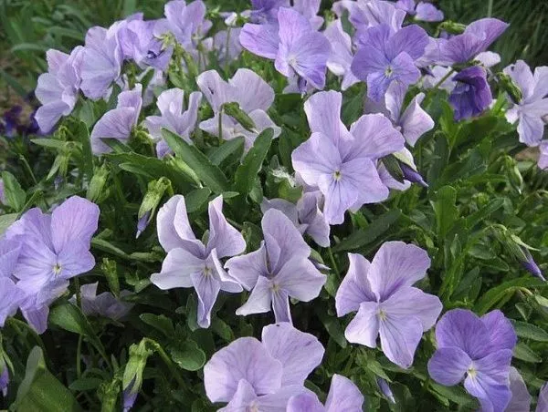 Фиалка рогатая "Boughton Blue" (Бутон Блю)