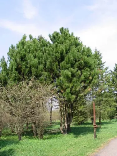 Сосна черная "var. caramanica"