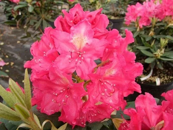 Рододендрон гибридный "Jan III Sobieski/Royal Amaranth" (Ян 3 Собеский/Роял Амарант)