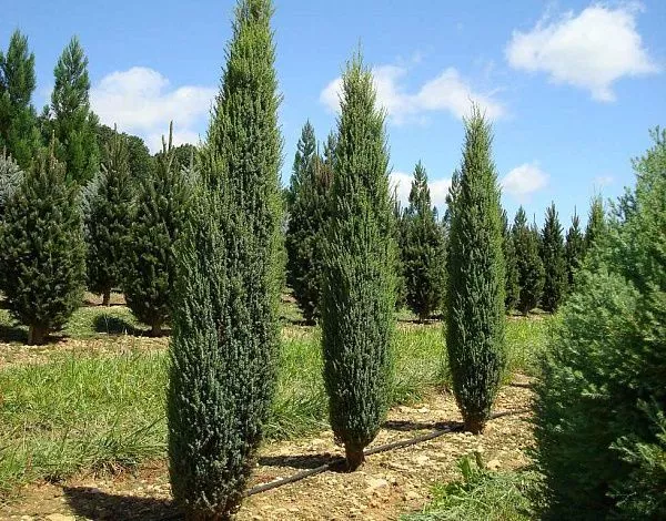 3-33