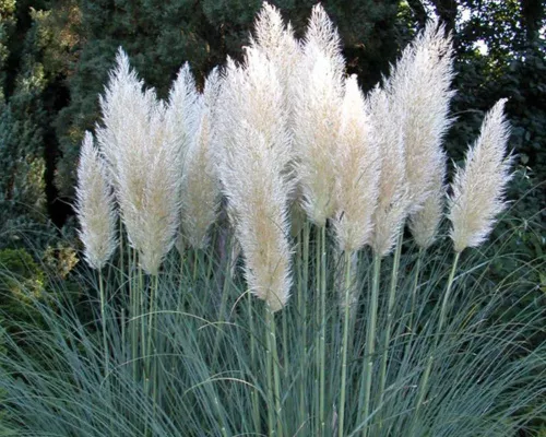 Кортадерия "Пумила" / Cortaderia selloana "Pumila" (пампасная трава)