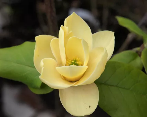 Магнолия "Honey Tulip" (Хоней Тулип)