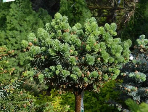 Ель колючая "Brynek" (Брынек)