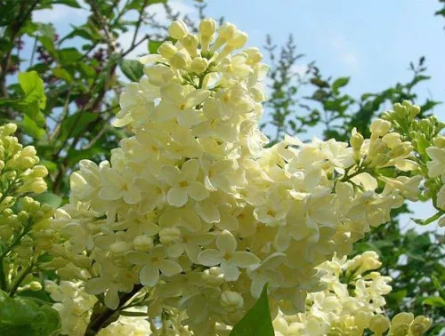 Сирень обыкновенная "Primrose" (Примроуз) (светло-жёлтая)