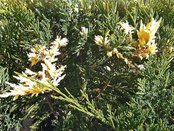 Можжевельник горизонтальный "Variegata" (Вариегата)