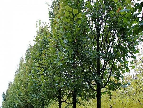 Липа крупнолистная "Оrebrо" (Оребро)