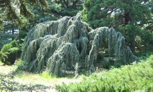 Кедр ливанский "Pendula" (Пендула)