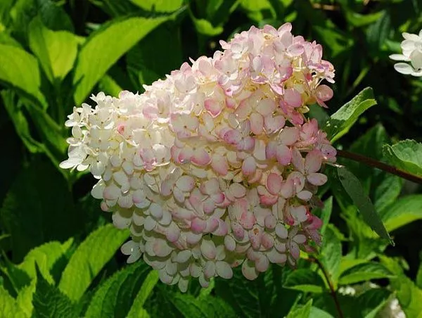 Гортензия метельчатая "Grandiflora" (Грандифлора)