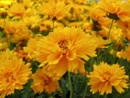 Кореопсис ланцетолистный "Sunray" (Санрайз)