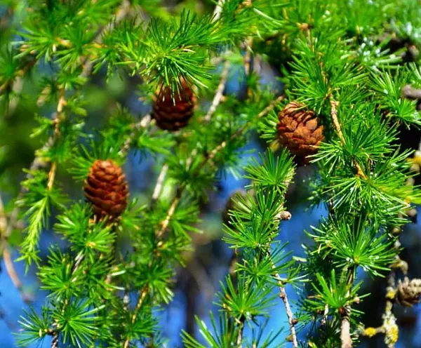 Лиственница европейская "Larix Decidua" (Ларикс Десиду) бонсай модификация 1