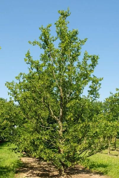 Carpinus betulus крона