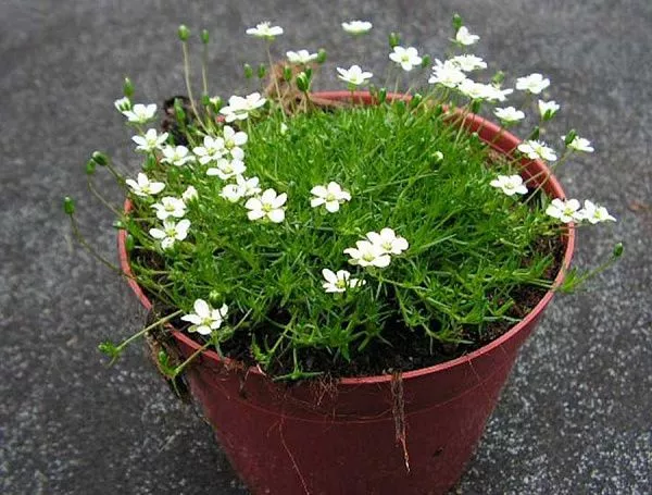 Мшанка шиловидная Green Moss (Грин мосс)
