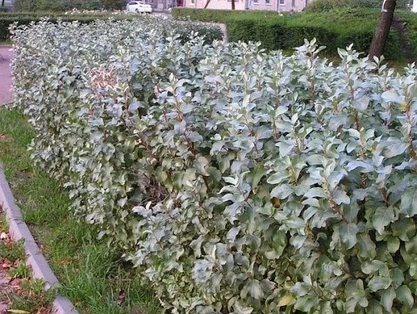 Лох серебристый / Elaeagnus commutata