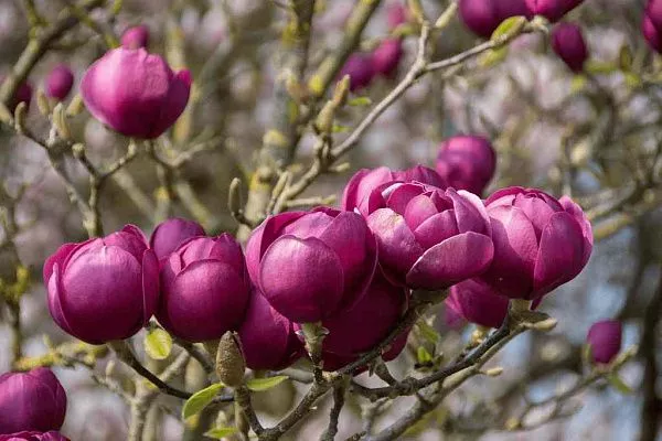Магнолия Black Tulip (Блэк тулип) купить