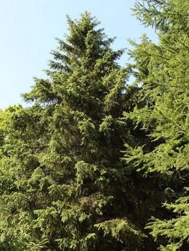 Ель Шренка (Тянь-Шаньская) / Picea schrenkiana