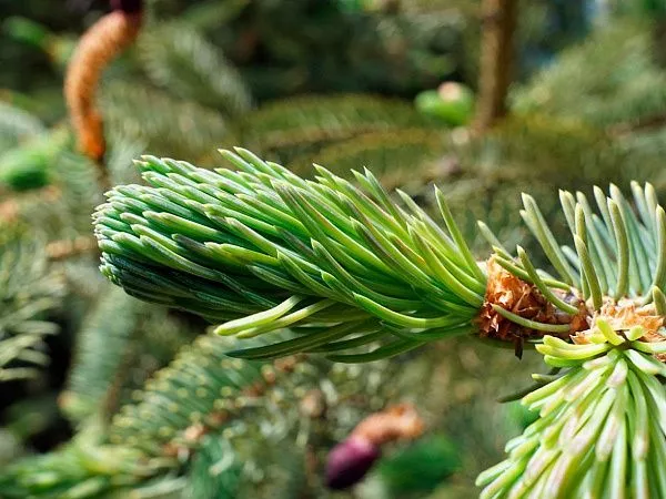 Ель Лицзянская Picea likiangensis var. montigena приросты