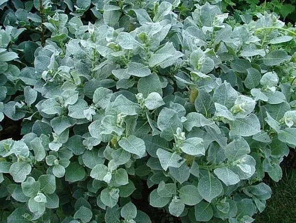 Ива мохнатая "Salix Lanata"