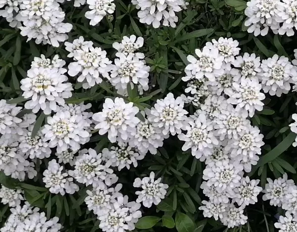 Иберис вечнозеленый "Whiteout" (Уайтаут)