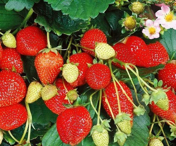 Земляника садовая Сан Андреас