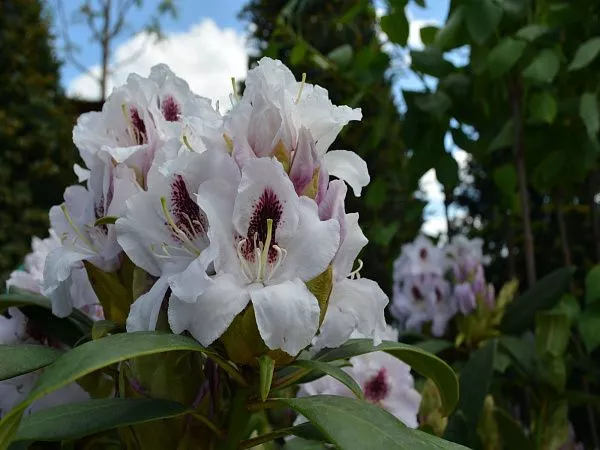 Calsap рододендрон (5)