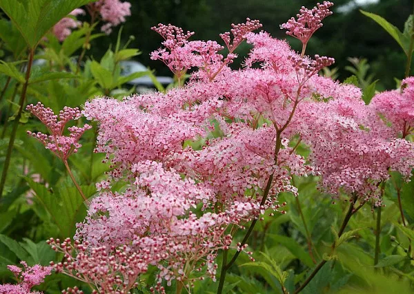 вену