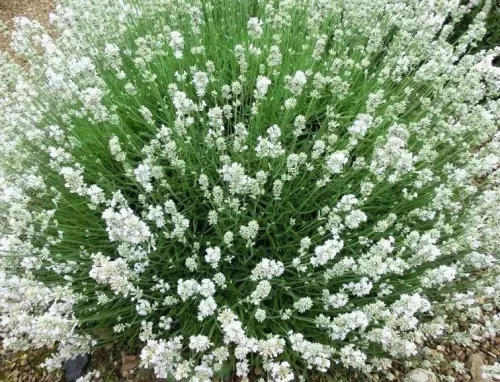 Лаванда узколистная "Arctic Snow" (Арктик Сноу)