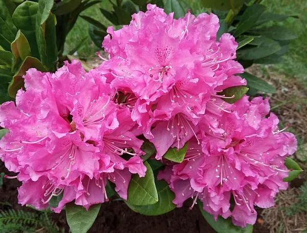 Рододендрон гибридный English Roseum