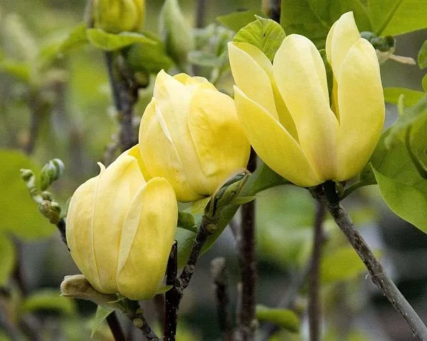 Магнолия бруклинская Yellow Bird (Йеллоу Бёрд) саженцы