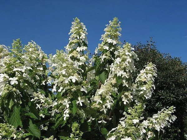 Гортензия метельчатая Левана кустарник