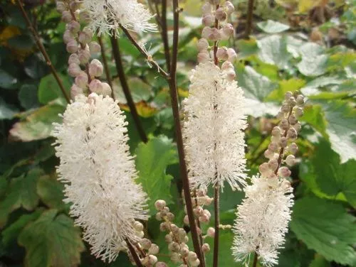 Клопогон сердцелистный "White Pearl" (Вайт Перл)