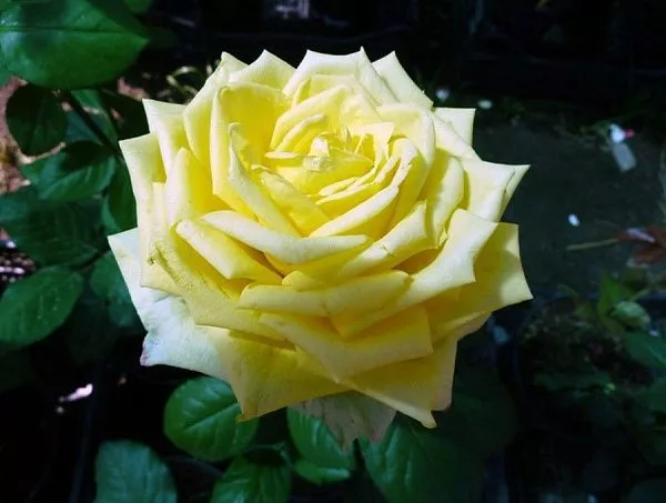 Роза "Amandina" (Амадина)
