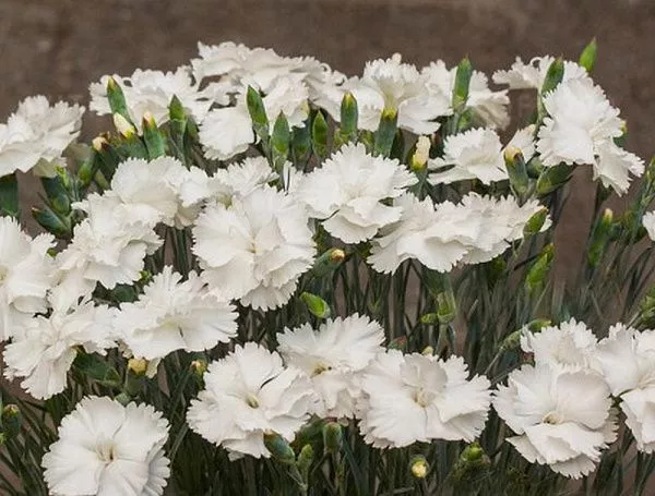 Гвоздика перистая Angel of Purity (Энжел оф пьюрити)