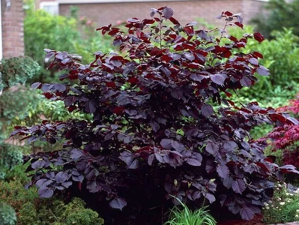 Лещина крупная "Purpurea" (Пурпурея)