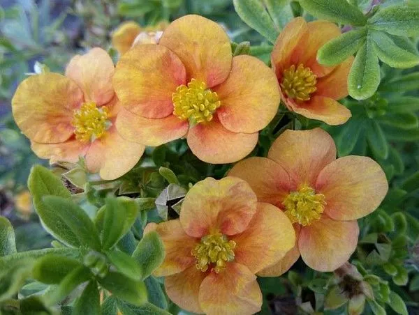 Лапчатка кустарниковая "Orange Star" (Оранж Стар)