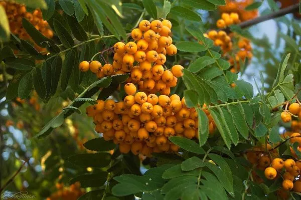 Рябина Арнольда "Golden Wonder" (Голден Вондер)