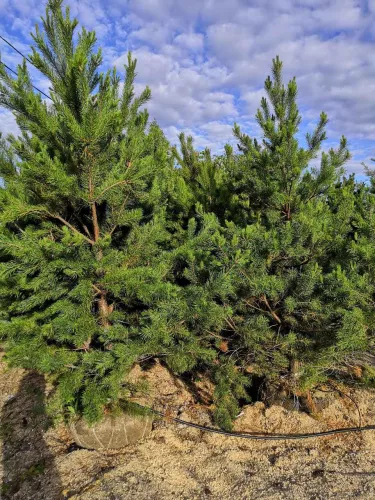 Сосна обыкновенная / Pinus sylvestris