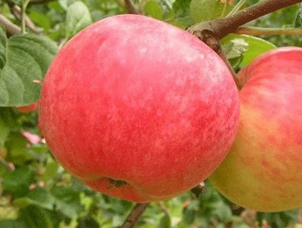 Яблоня домашняя "Ауксис" (Зима)