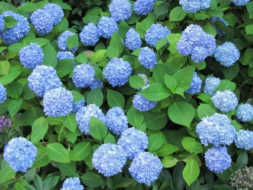 Гортензия крупнолистная "Blue" (Блю)