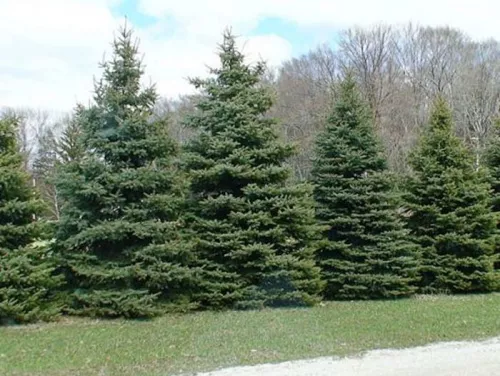 Ель Сибирская / Picea obovata