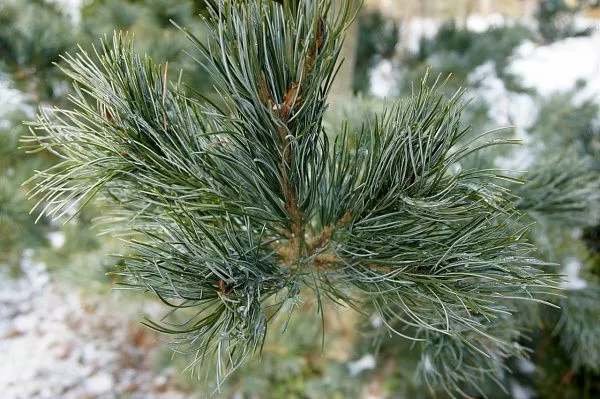 Сосна мелкоцветковая «Glauca» Глаука ветви