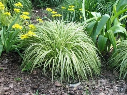 Молиния голубая "Variegata" (Вариегата)