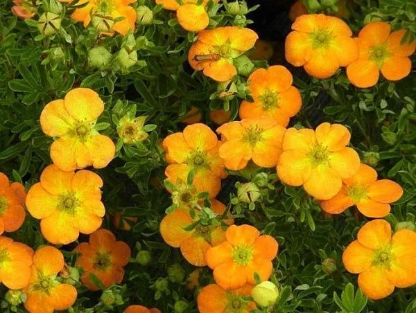 Лапчатка кустарниковая "Bella Sol" (Белла Соль)