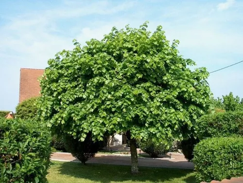 Липа крупнолистная